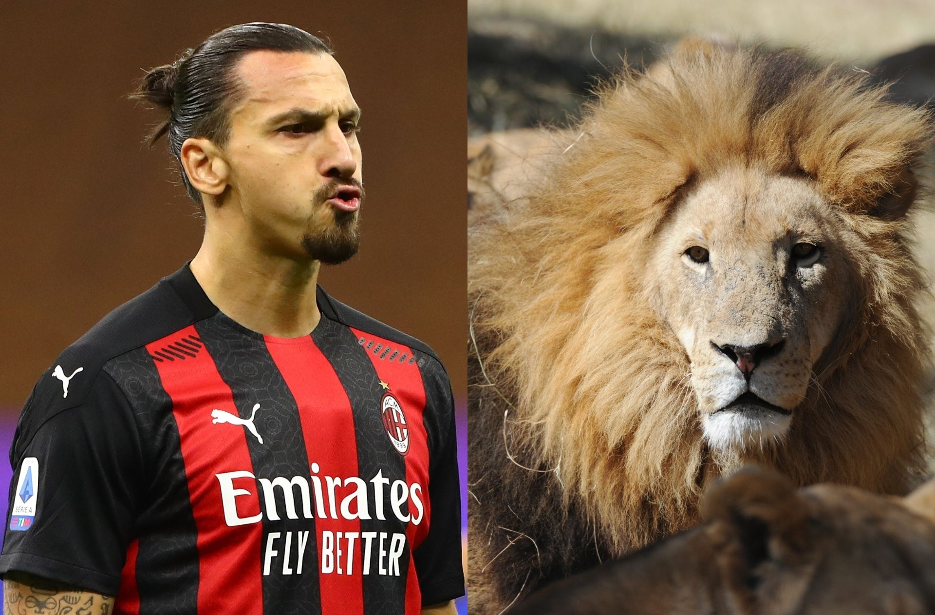 King Zlatan Lion